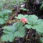 Tämä raakile on kypsymässä aromikkaaksi hillaksi.