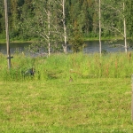 Tontilla näkee myös eläimiä luonnossa.