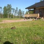 Jäniksenpoika syö ja nukkuu pihassa.