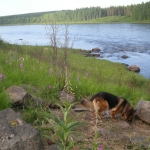 joen-ranta-kesc3a4llc3a4