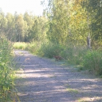 Kettu kulki tontin poikki ja poistui mökkitietä pitkin.